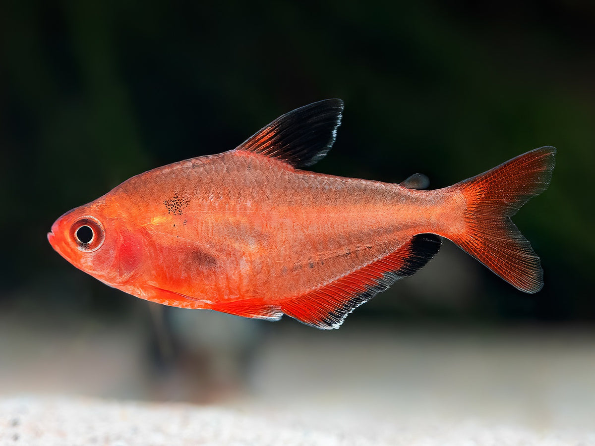 Blutsalmler "super rot"