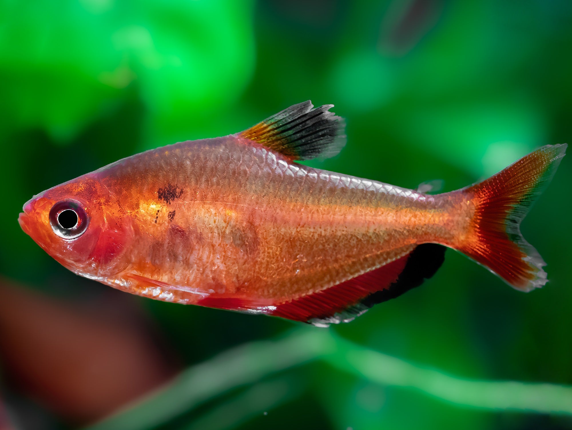 Blutsalmler "super rot"