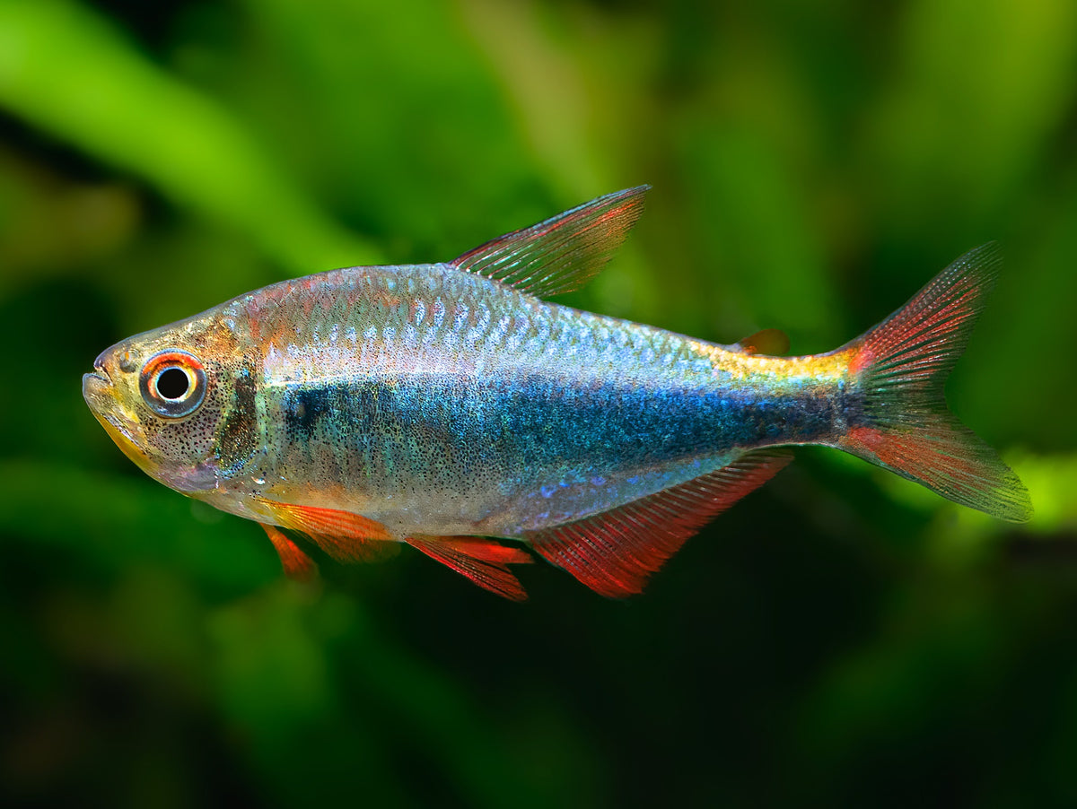 Rot-Blauer Perusalmler