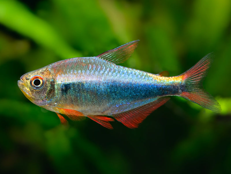 Rot-Blauer Perusalmler