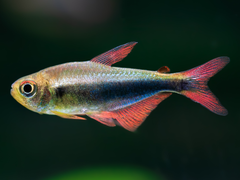 Rot-Blauer Perusalmler
