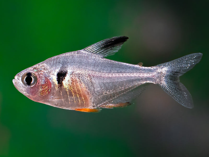 Schwarzer Phantomsalmler