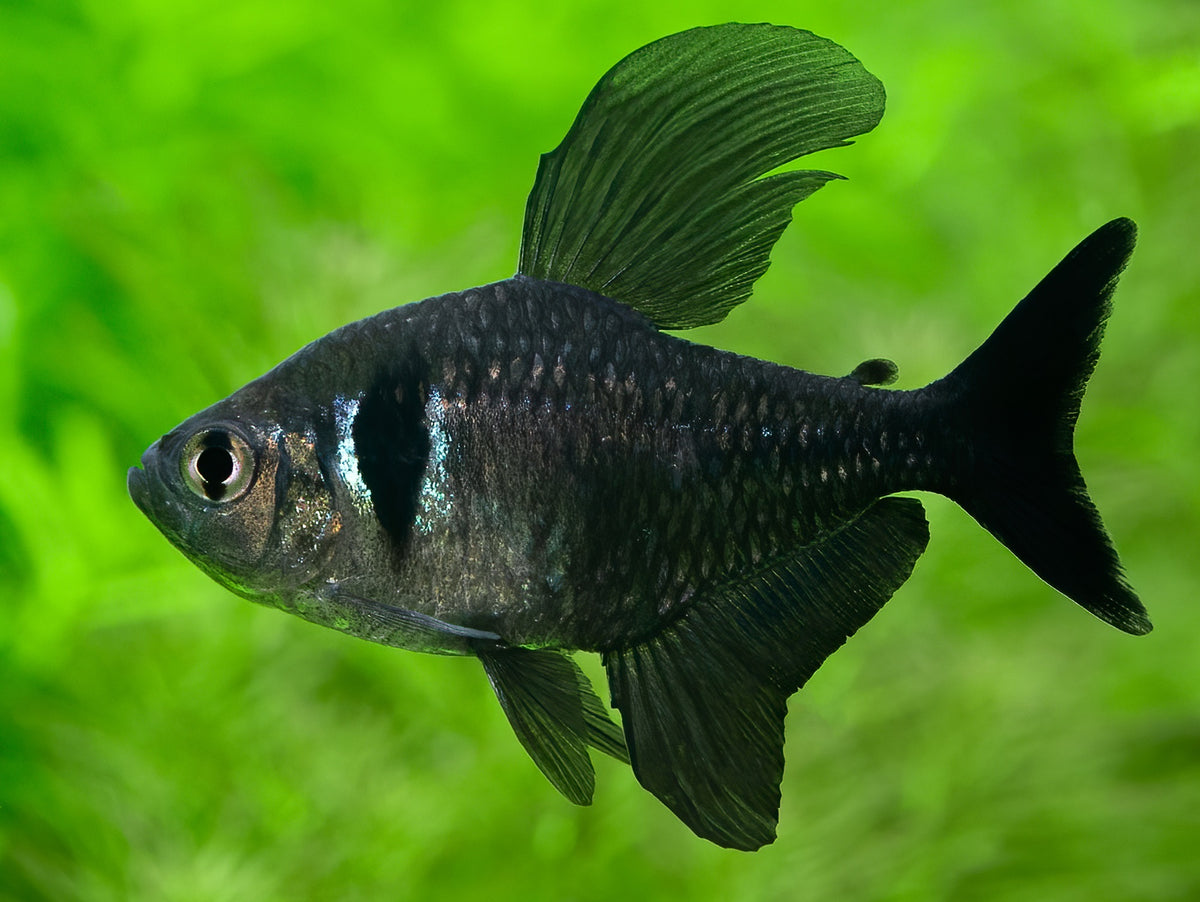 Schwarzer Phantomsalmler