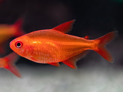 Red Muzel Tetra