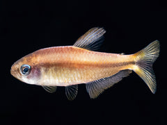 gelber Teufelsalmer