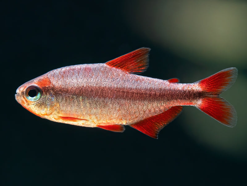 Red devil Salmler