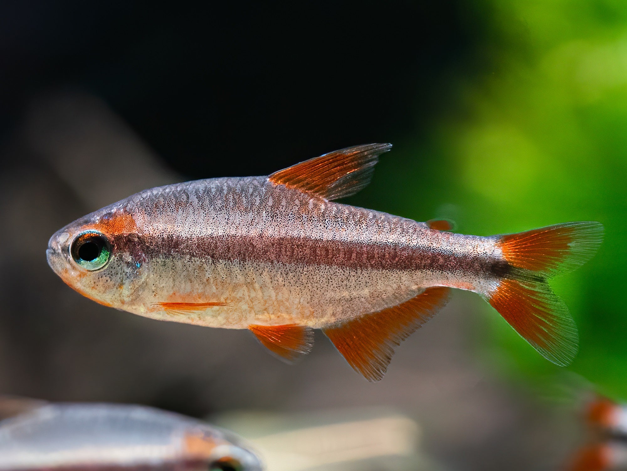 Red devil Salmler