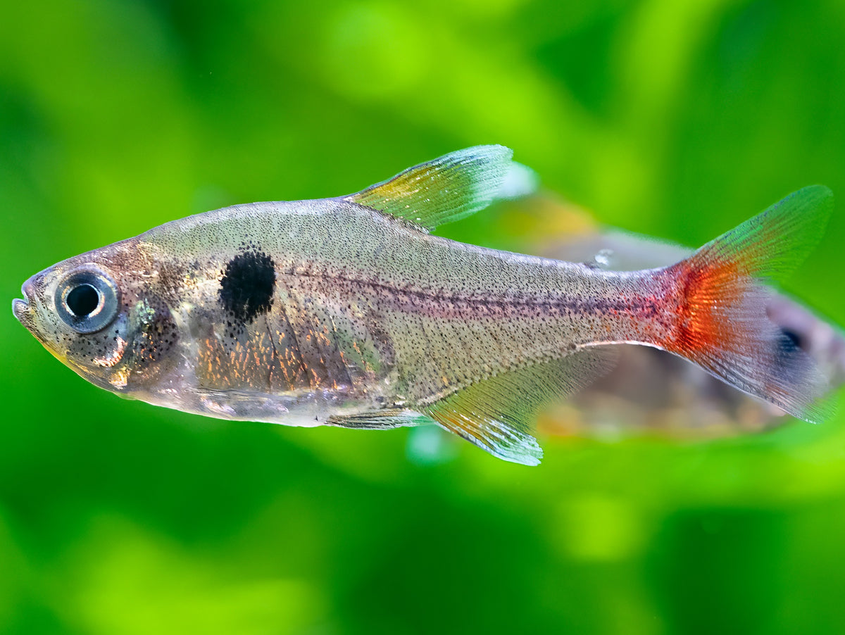 Gelber Phantomsalmler