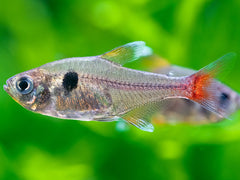 Gelber Phantomsalmler