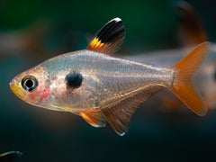 Roter Phantomsalmler