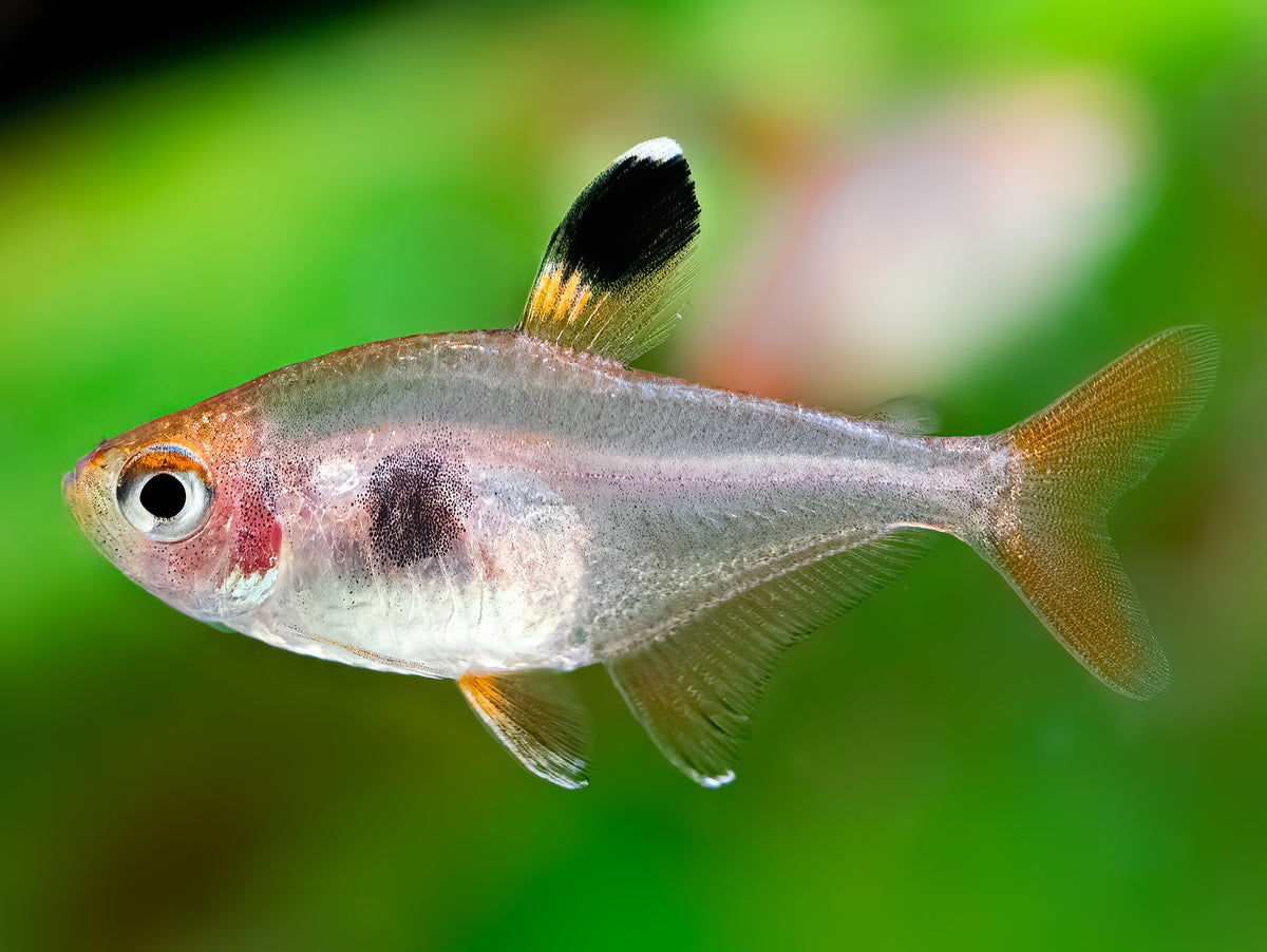 Roter Phantomsalmler