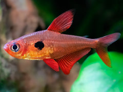 Roter Phantomsalmler