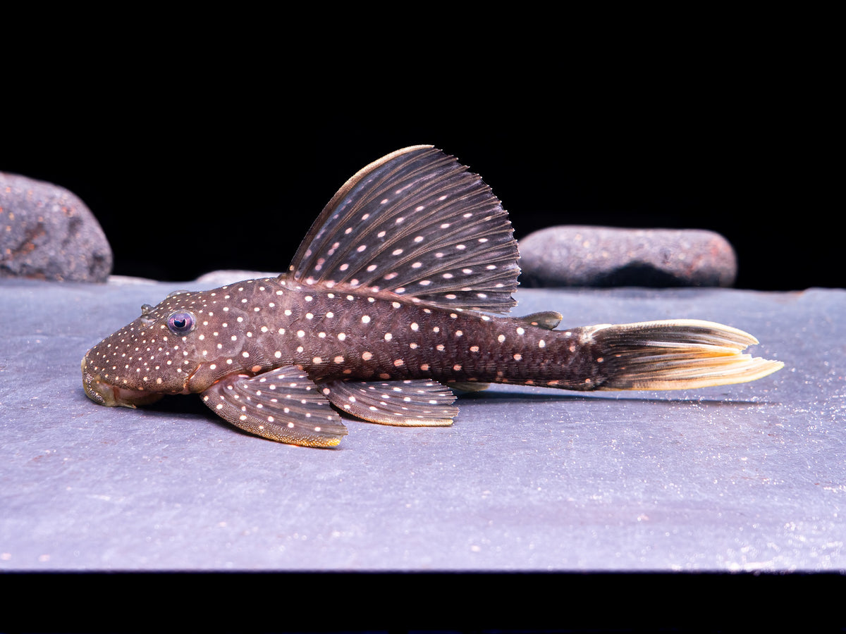 Phase 1 Hypostomus luteus