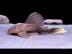 Phase 1 Hypostomus luteus