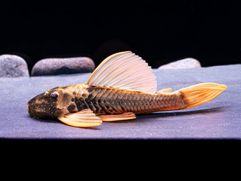 Phase 3 Hypostomus luteus