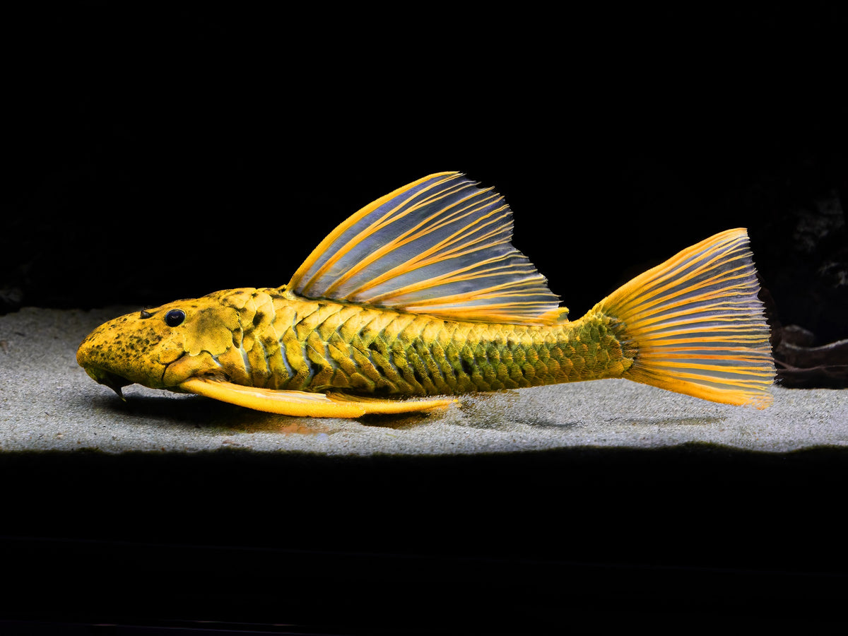 Phase 3 Goldener Segelflossenwels