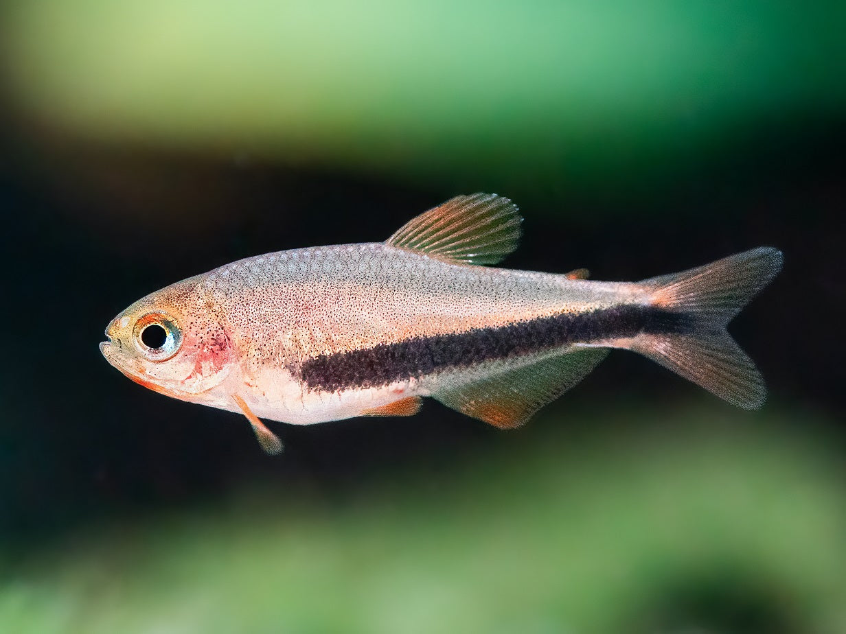 Black Arrow Tetra