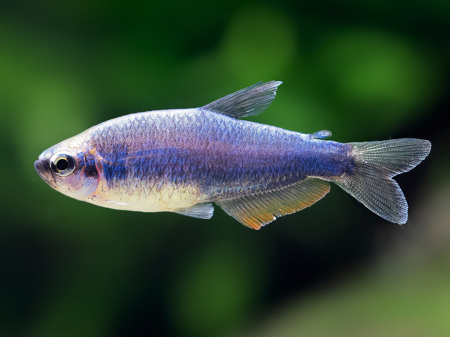 Blauer Königssalmler