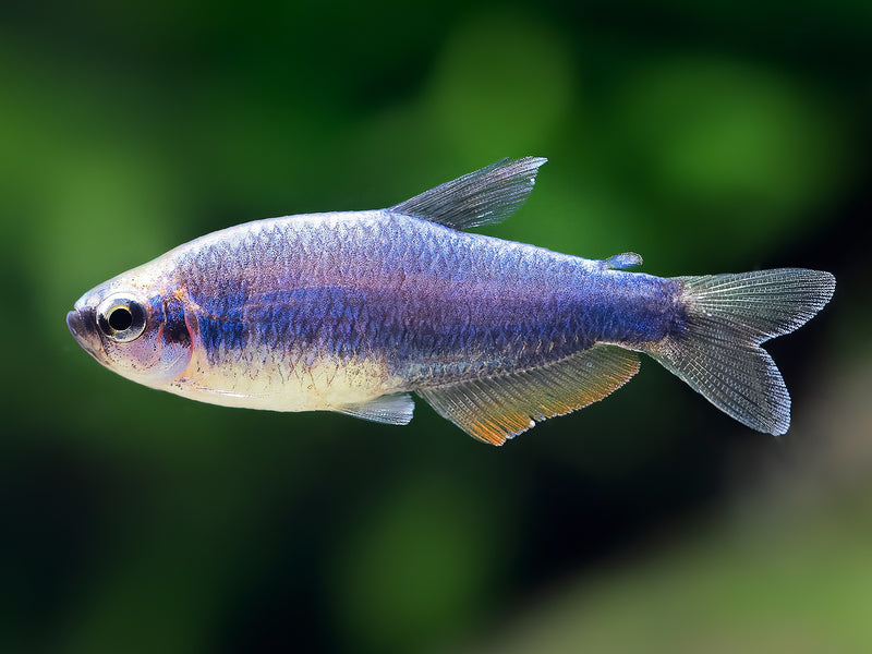 Blauer Königssalmler
