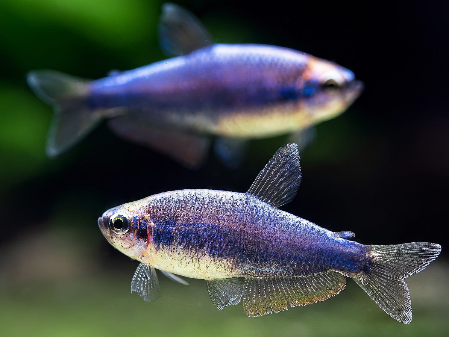 Blauer Königssalmler