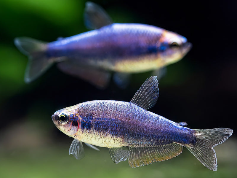 Blauer Königssalmler