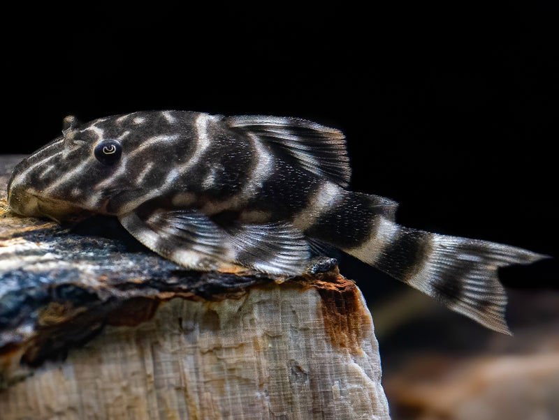 Kolumbianischer Zebrawels L129