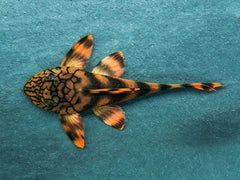 Wurmlinien-Peckoltia
