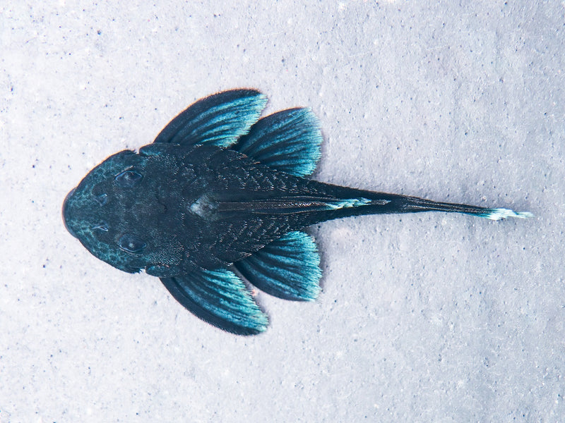 L239 Blauer Zwergharnischwels