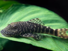 Chaetostoma sp. tiger 'L455'