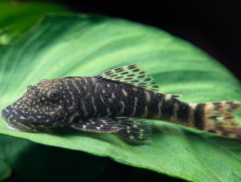 Chaetostoma sp. tiger 'L455'