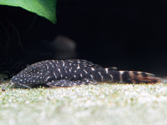 Chaetostoma sp. tiger 'L455'