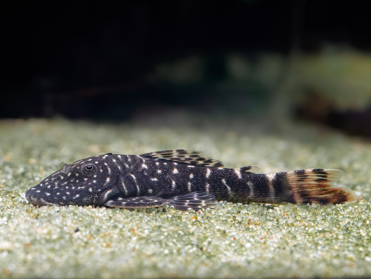 Chaetostoma sp. tiger 'L455'