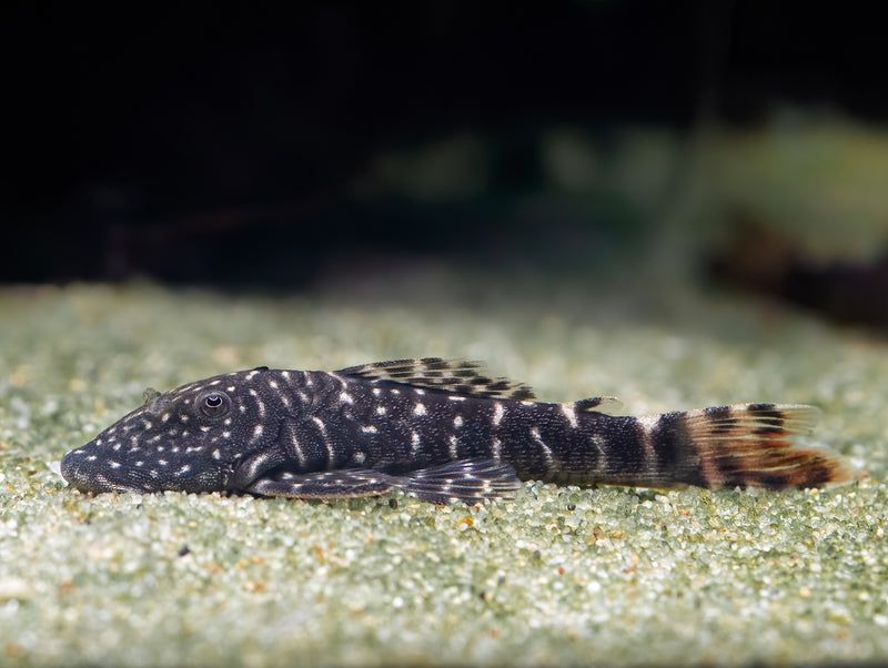 Chaetostoma sp. tiger 'L455'
