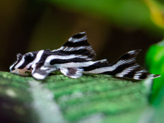 L46 Zebra Wels (4cm)