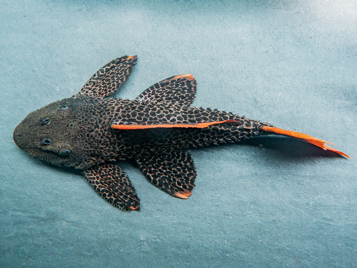 L600 Kaktuswels "A grade, red fin red tail"