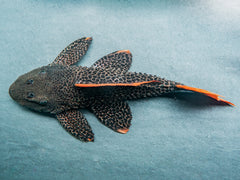 L600 Kaktuswels "A grade, red fin red tail"