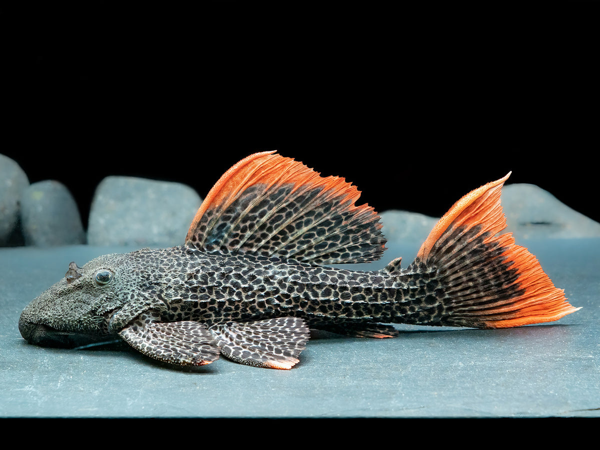 L600 Kaktuswels "A grade, red fin red tail"
