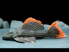 L600 Kaktuswels "A grade, red fin red tail"