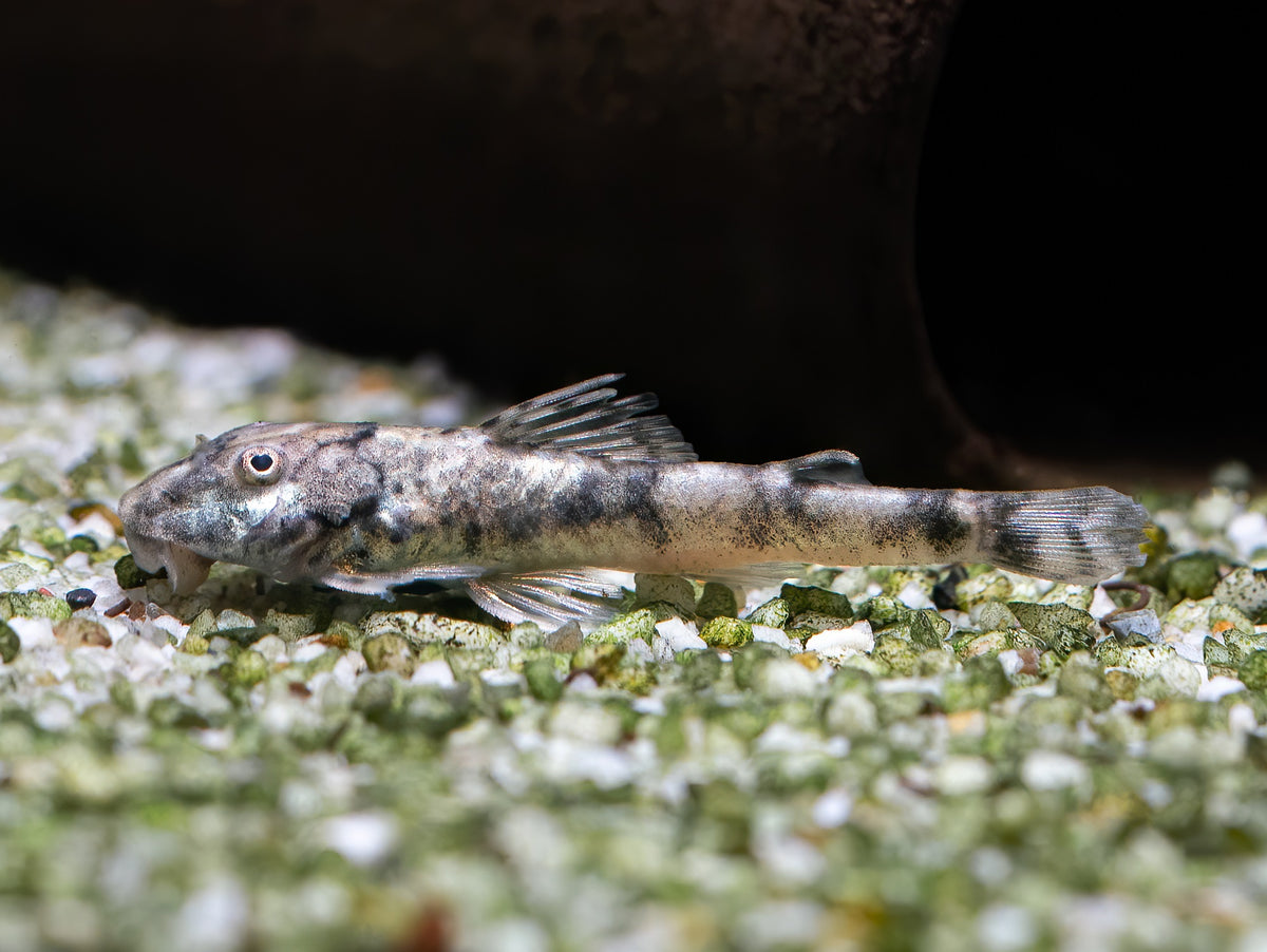 Pittbull Pleco