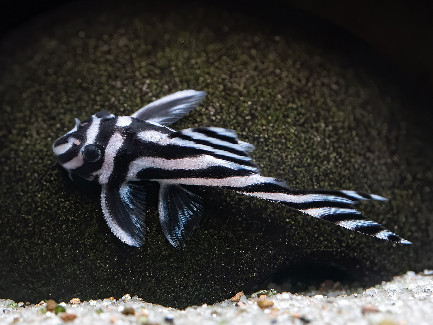 L46 Zebra Wels (4cm)