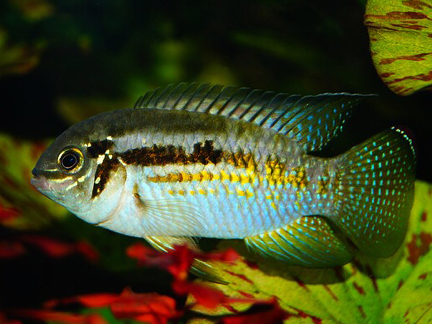 Buckelkopf Acara