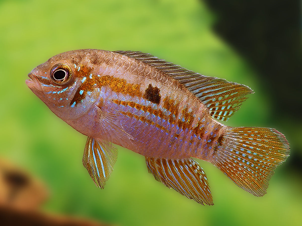 Buckelkopf Acara