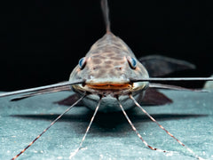 Segelantennenwels