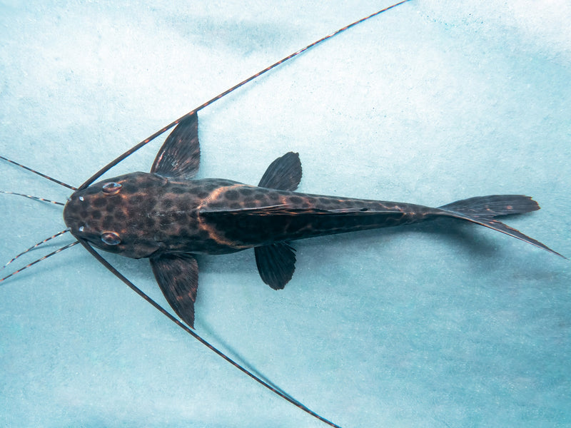 Segelantennenwels