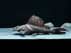 Segelantennenwels