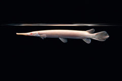 Albino Florida-Gar L