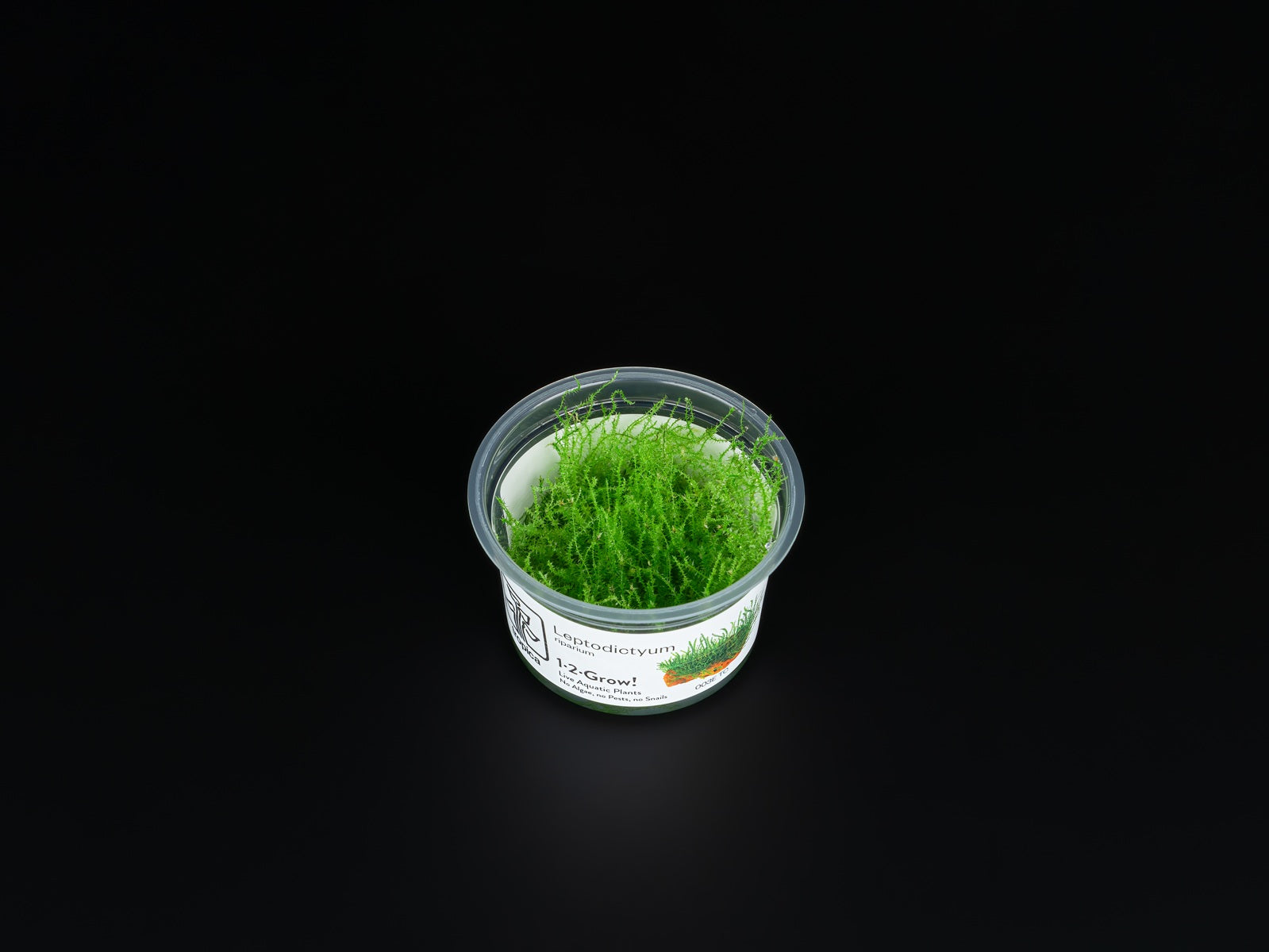 Leptodictyum riparium