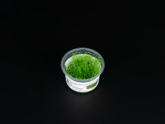 Leptodictyum riparium
