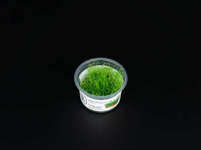 Leptodictyum riparium