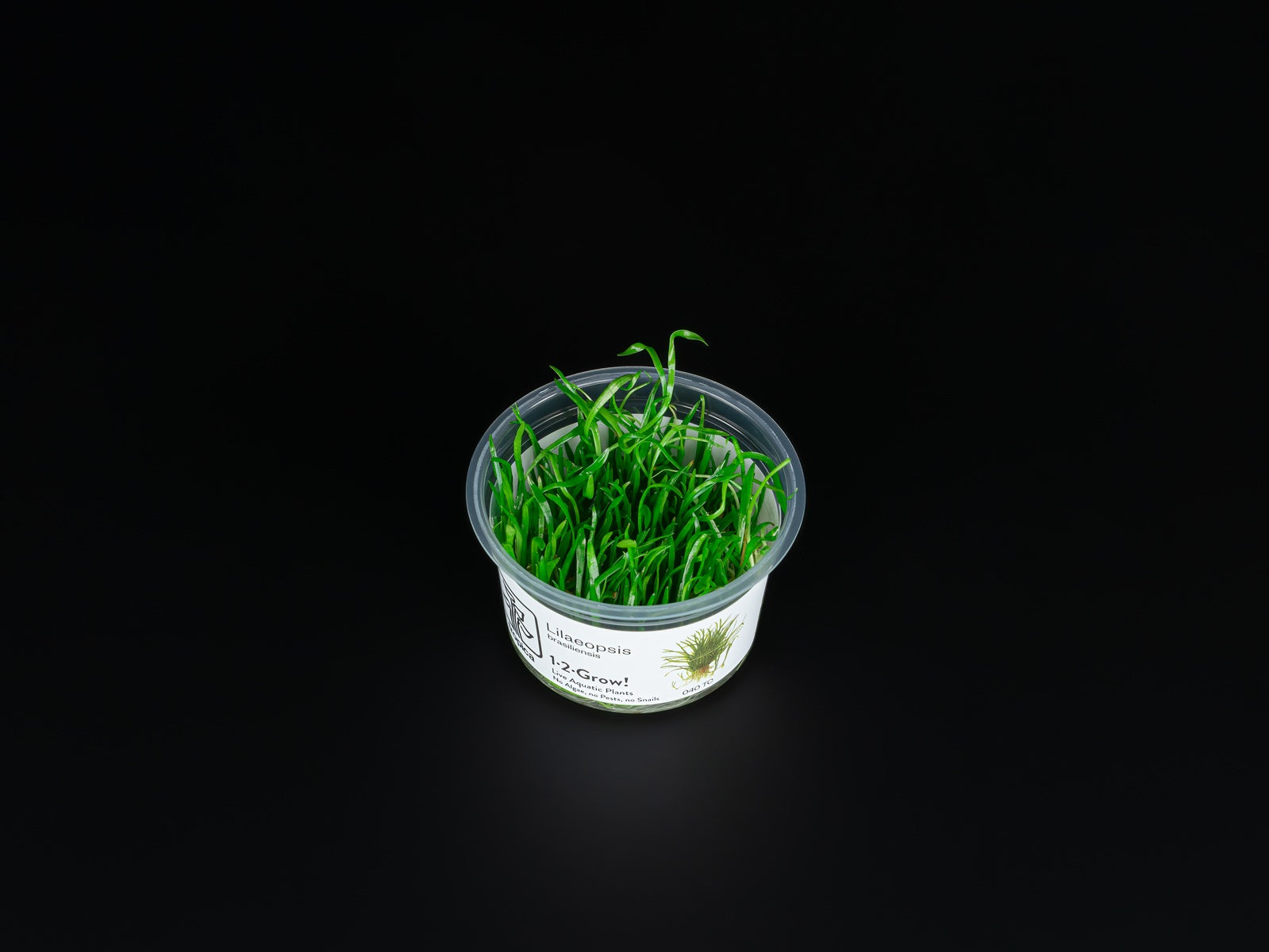 Lilaeopsis brasiliensis